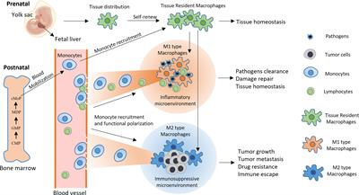 Engineering Macrophages via Nanotechnology and Genetic Manipulation for Cancer Therapy